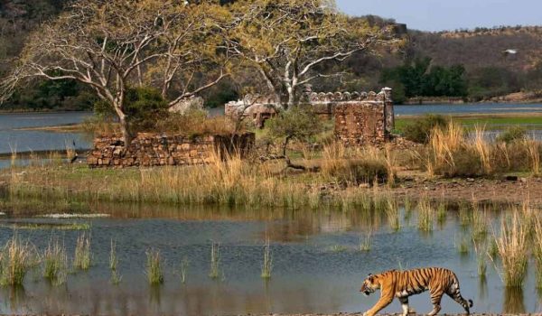 Jaipur Ranthambore Tour