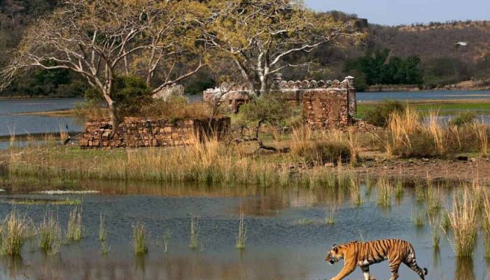 Jaipur Ranthambore Tour