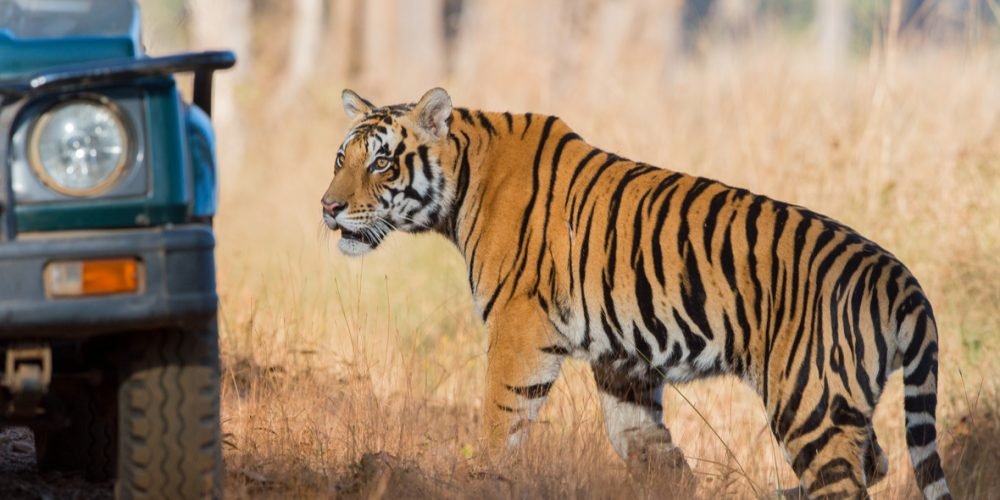 Ranthambore National Park